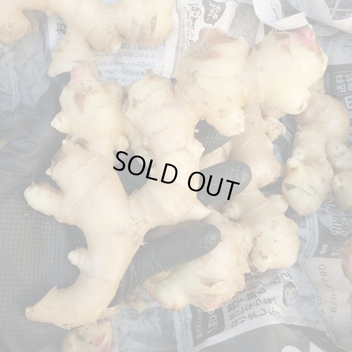 画像2: 沖縄産 生姜　1kg (2)