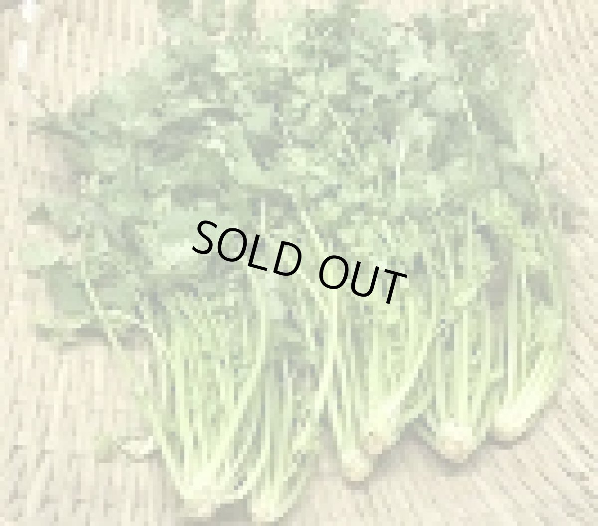 画像4: 沖縄産　コリアンダー１束　約２００g (4)