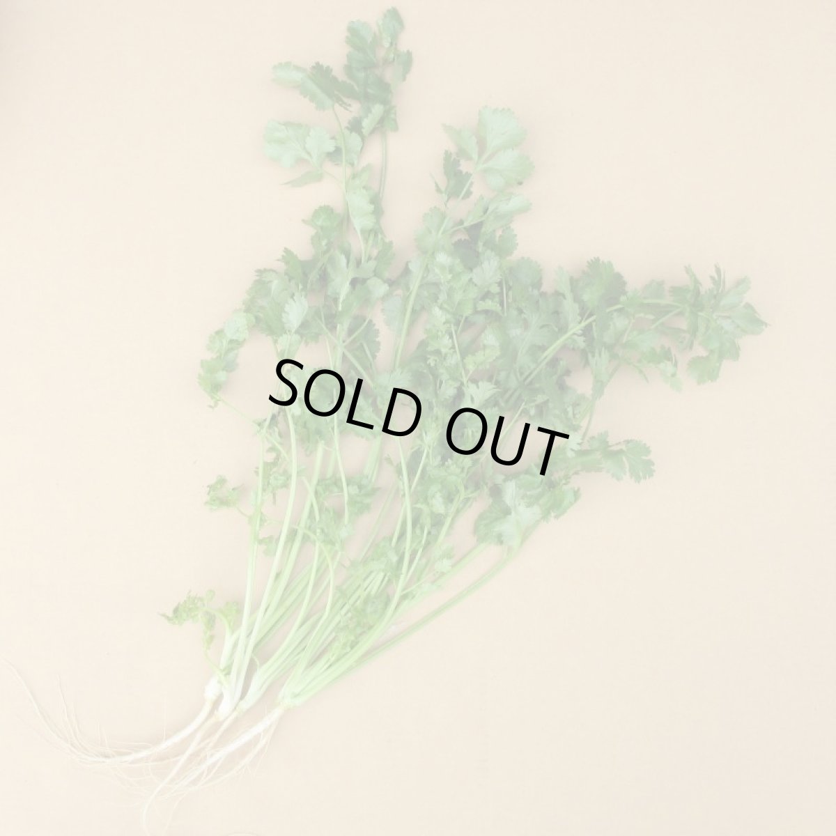 画像2: 沖縄産　コリアンダー１束　約２００g (2)