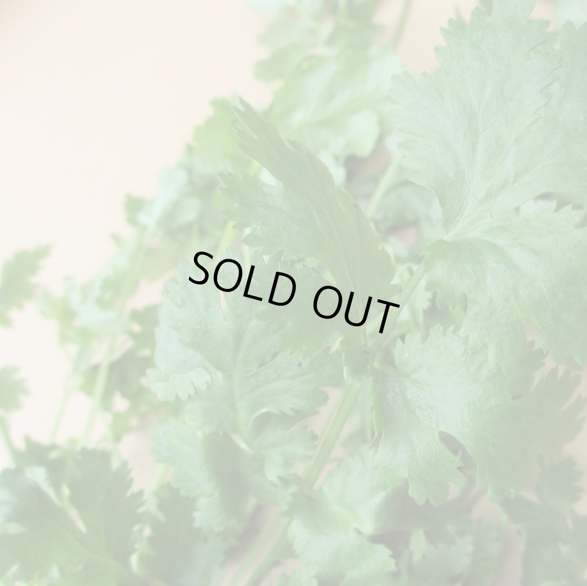 画像2: 沖縄産　コリアンダー【中国パセリ、香菜、パクチー、シャンツァイ】１束　約５００g (2)