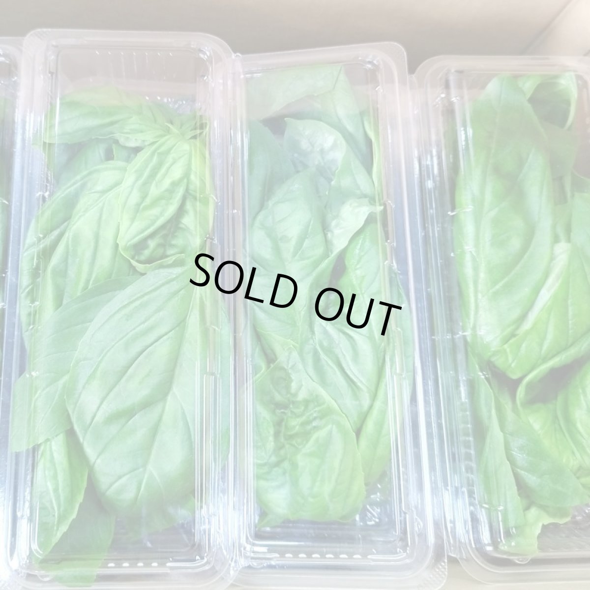 画像3: 沖縄県産ハーブ　スィートバジル 20ｇ×20パック　400ｇ入り (3)