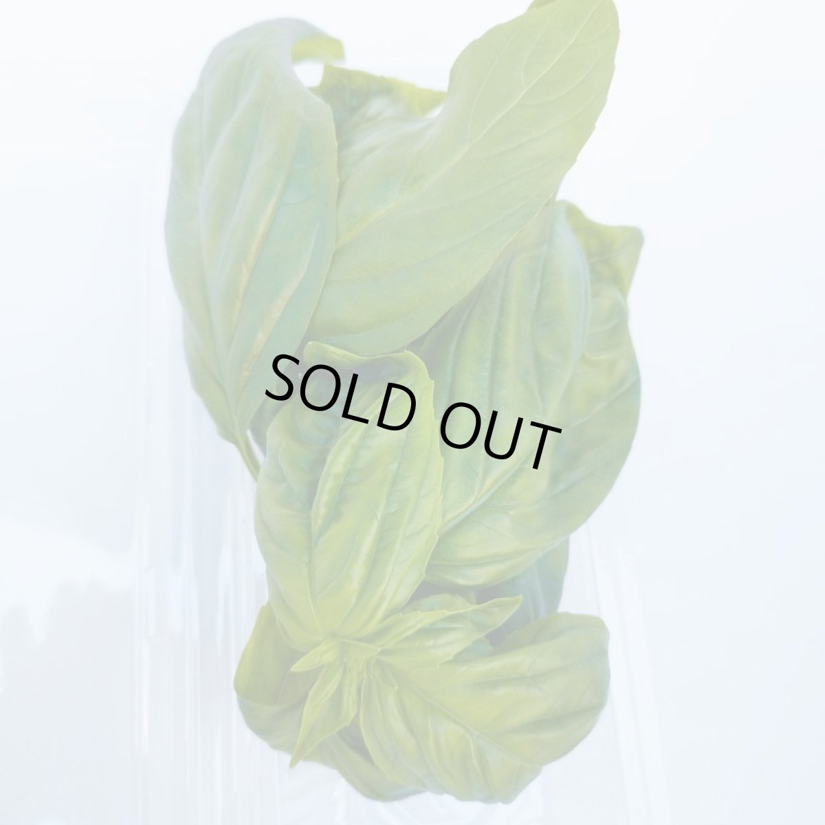 画像5: 沖縄県産ハーブ　スィートバジル 20ｇ×20パック　400ｇ入り (5)