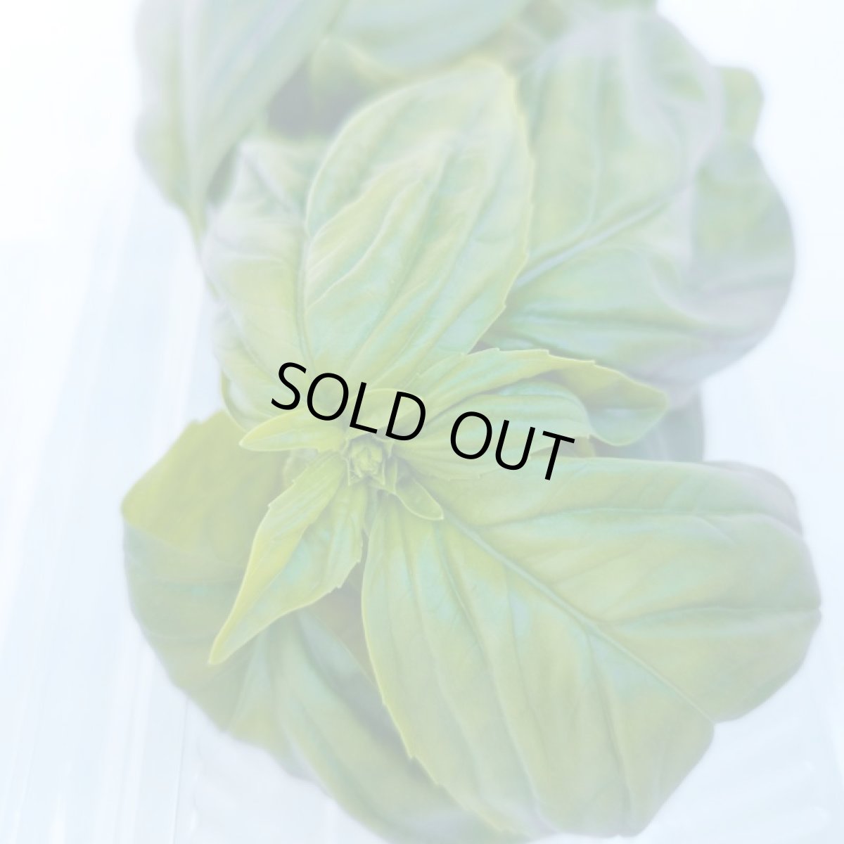 画像4: 沖縄県産ハーブ　スィートバジル 20ｇ×20パック　400ｇ入り (4)