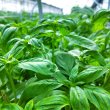 沖縄県産 フルーツ バジル 生バジル フレッシュ