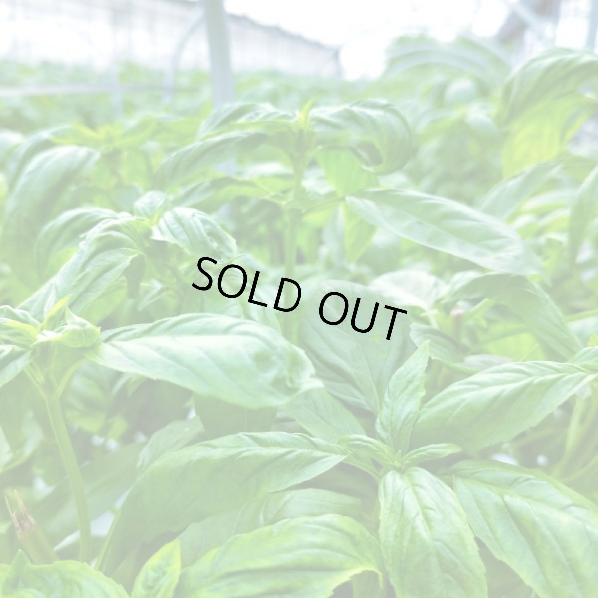 画像2: 沖縄県産ハーブ　スィートバジル 20ｇ×20パック　400ｇ入り (2)