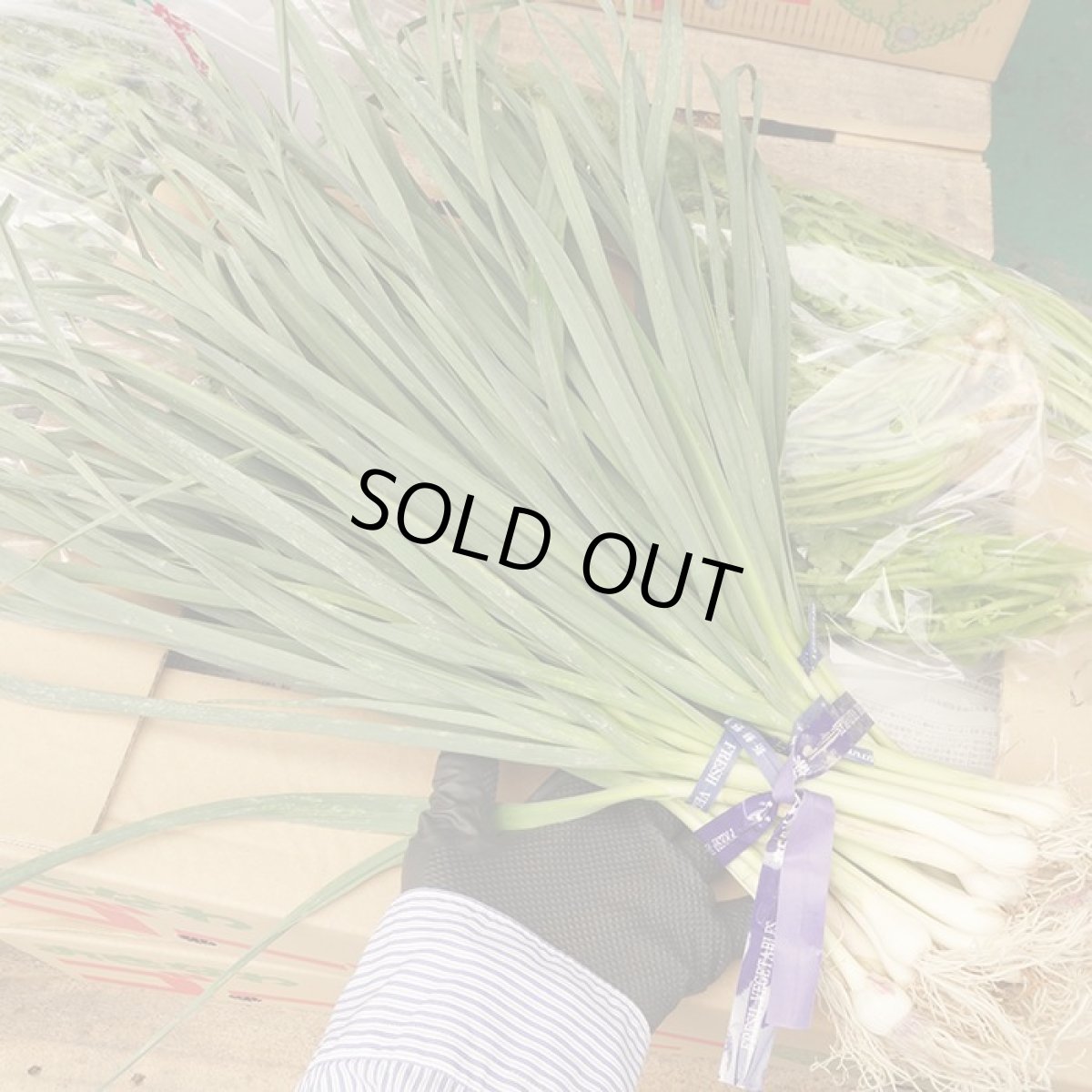 画像2: 島にんにくの葉（ニンニク葉)　500g (2)