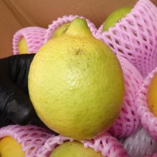 画像1: マイヤーレモン 5kg ノンワックス 防腐剤 不使用  沖縄県産　 (1)