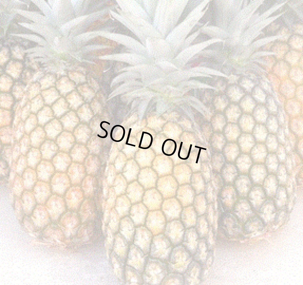 画像2: どっしり食べ応え　 スナックパイン １玉　(約1.5〜2kg前後) 　ボゴール　 (2)