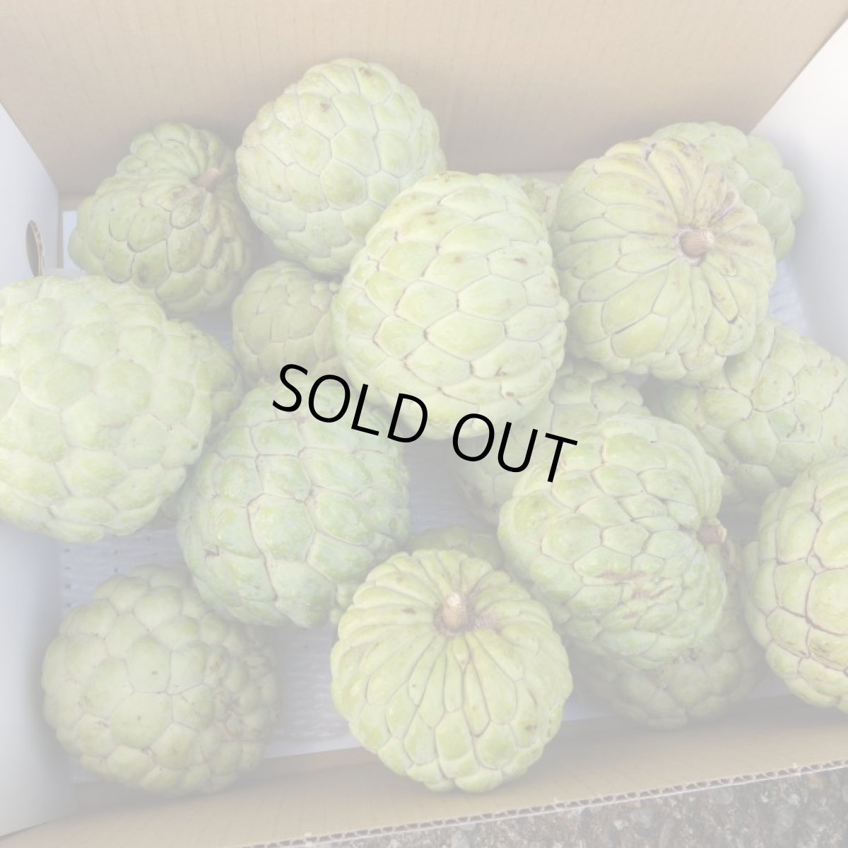 画像2: 再入荷！訳あり 小さ目 釈迦頭 400〜500g  （3玉前後） (2)