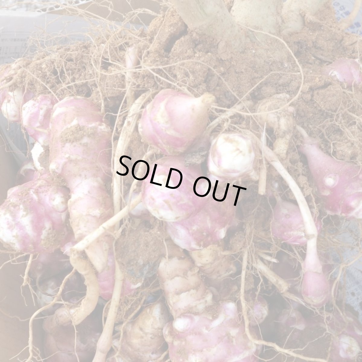 画像2: 週末セール数量限定！メルマガ会員さまは20％割引！紫 菊芋 フレッシュ 500ｇ  北部産　2月中旬収穫発送！ (2)