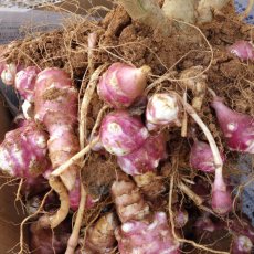 画像2: 週末セール数量限定！メルマガ会員さまは20％割引！紫 菊芋 フレッシュ 500ｇ  北部産　2月中旬収穫発送！ (2)