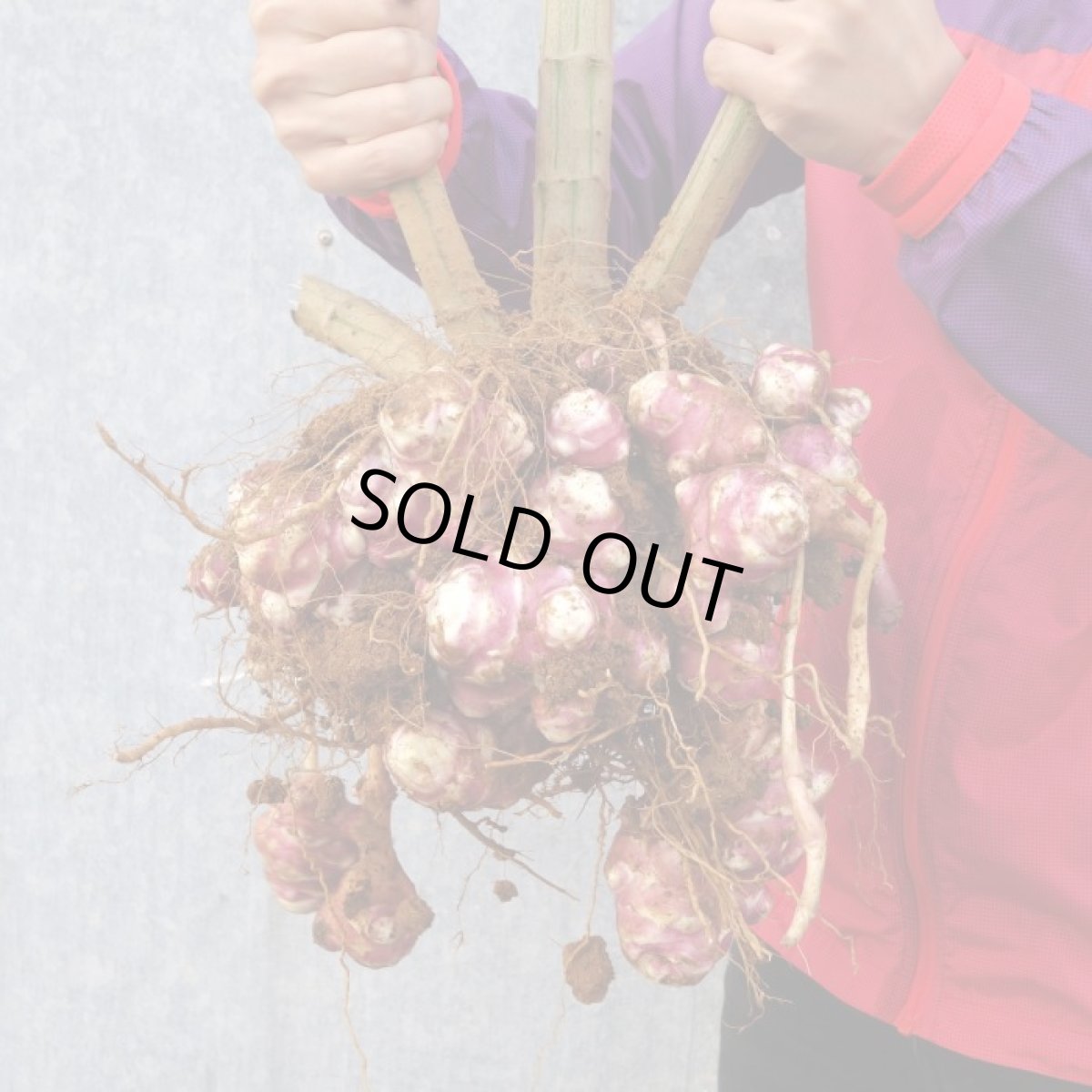 画像1: 週末セール数量限定！メルマガ会員さまは20％割引！紫 菊芋 フレッシュ 500ｇ  北部産　2月中旬収穫発送！ (1)