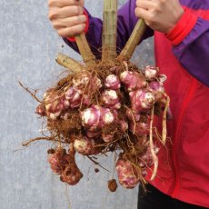 画像1: 週末セール数量限定！メルマガ会員さまは20％割引！紫 菊芋 フレッシュ 500ｇ  北部産　2月中旬収穫発送！ (1)