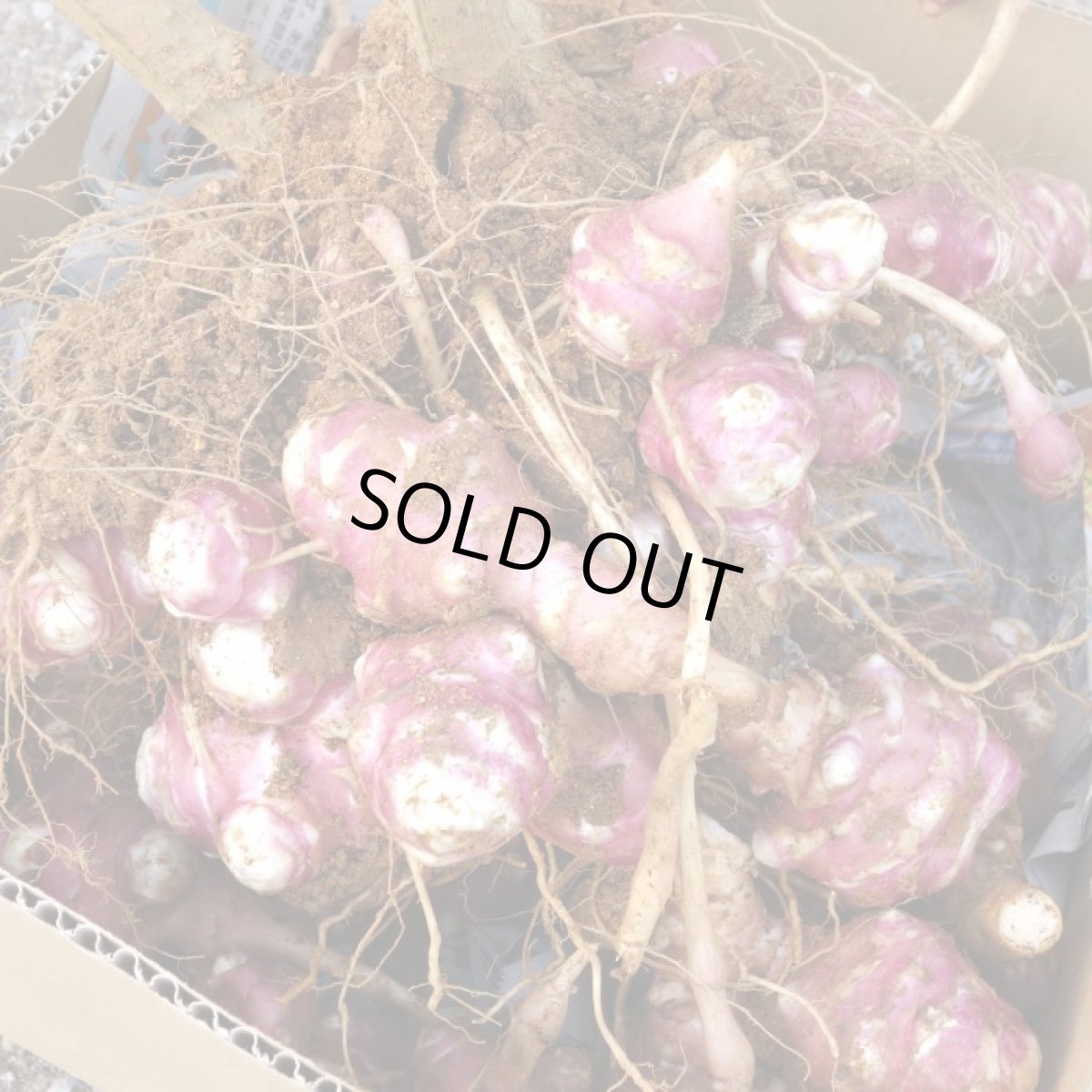 画像3: 週末セール数量限定！メルマガ会員さまは20％割引！紫 菊芋 フレッシュ 500ｇ  北部産　2月中旬収穫発送！ (3)