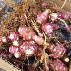 画像3: 週末セール数量限定！メルマガ会員さまは20％割引！紫 菊芋 フレッシュ 500ｇ  北部産　2月中旬収穫発送！ (3)