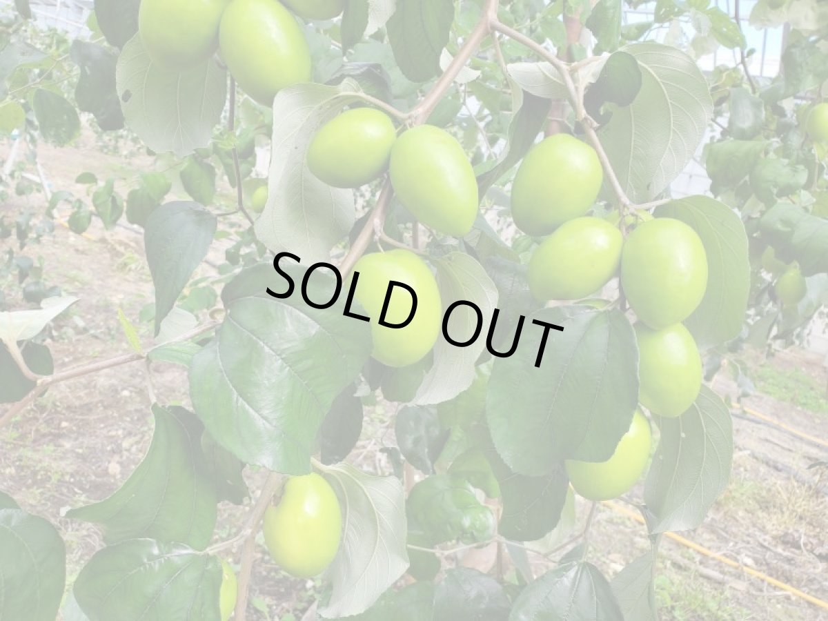 画像3: ☆予約開始！☆　県産 ナツメ 約1.6kg  (3)