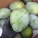 商品検索結果 | 沖縄のフルーツ・野菜専門店たま青果