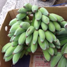 画像3: 銀バナナ 約1kg（1房前後）　【配達日指定不可/常温発送】 (3)