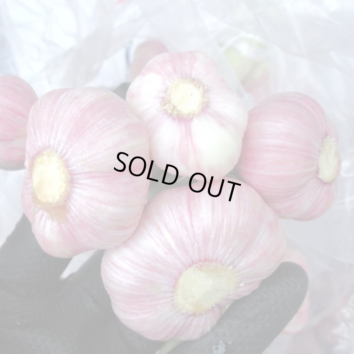 画像3: 島にんにく（中玉Ｍ）1kg　果肉の数が多いので黒ニンニクに最適　沖縄産　 (3)