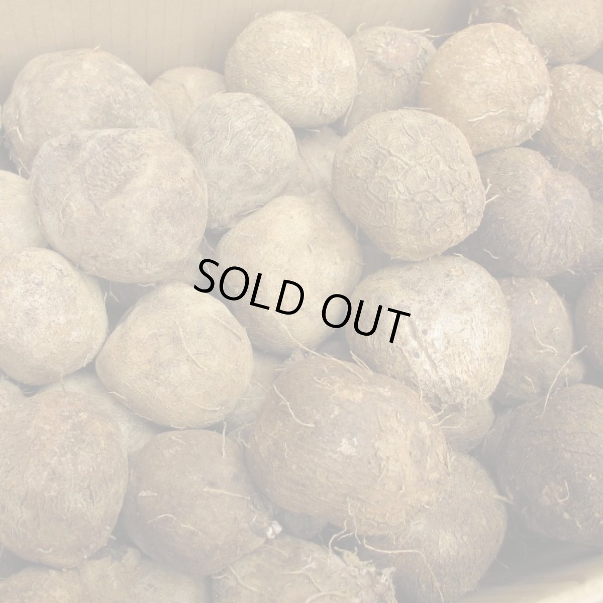 画像2: 希少品種再入荷しました！宮古島産ヤムイモ ２kg　長生きすると言われるDHEAが含まれる。 (2)