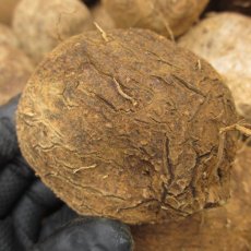 画像3: 希少品種再入荷しました！宮古島産ヤムイモ ２kg　長生きすると言われるDHEAが含まれる。 (3)