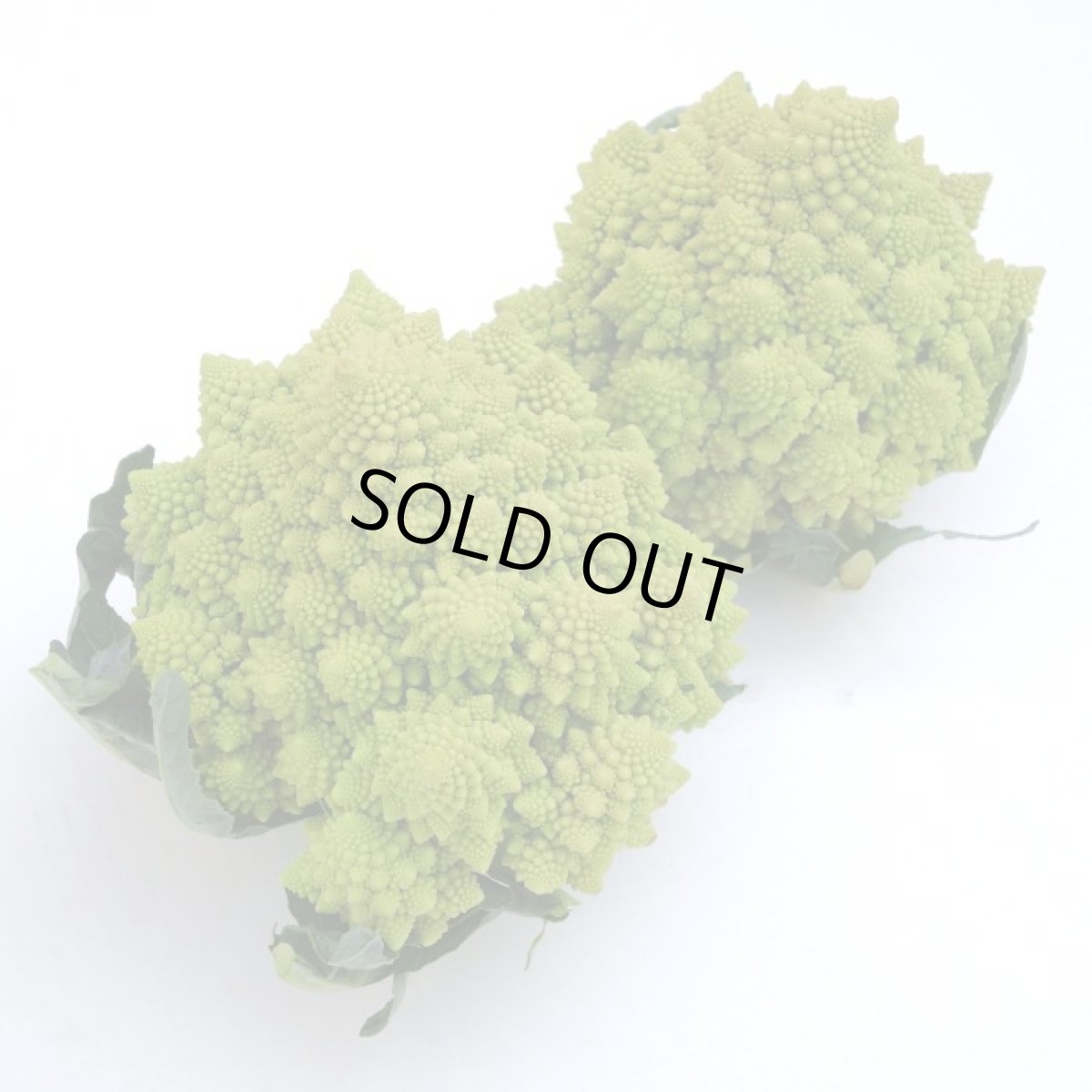画像2: ロマネスコ　１個　緑のカリフラワー (2)