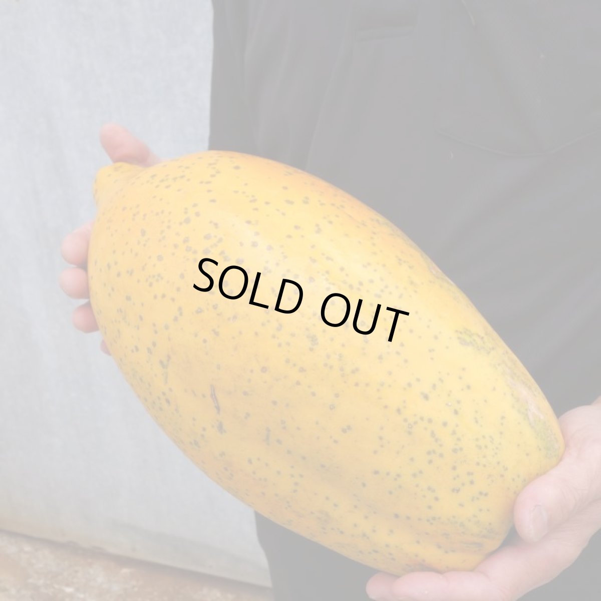 画像2: 完熟 ☆オキテング☆ フルーツパパイヤ 1玉 大玉 3.9kg ★希少サイズ★　  (2)