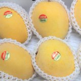 キンミツ　摘果マンゴー　グリーンマンゴー　18kg キンミツ 摘果マンゴー グリーンマンゴー 18kg 食品
