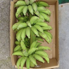 画像2: 丸ごとゴールデンスウィートバナナ　約  9kg　☆送料無料☆ (2)