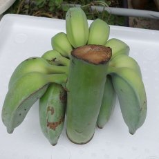 画像4: ☆大感謝際ＳＡＬＥ☆今が旬食べ比べバナナ　2〜3種　いずれか　4kg（三尺バナナ/島バナナ/アイスクリームバナナ/野菜バナナ/GSバナナ/アップルバナナ）　 (4)