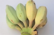 画像4: お任せバナナ（三尺バナナ/島バナナ/アイスクリームバナナなど）2kg　 (4)