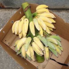画像2: ☆大感謝際ＳＡＬＥ☆今が旬食べ比べバナナ　2〜3種　いずれか　4kg（三尺バナナ/島バナナ/アイスクリームバナナ/野菜バナナ/GSバナナ/アップルバナナ）　 (2)