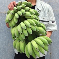 画像1: これは贅沢！丸ごと銀バナナ 約10kg　ナムア系  ☆送料無料☆ (1)