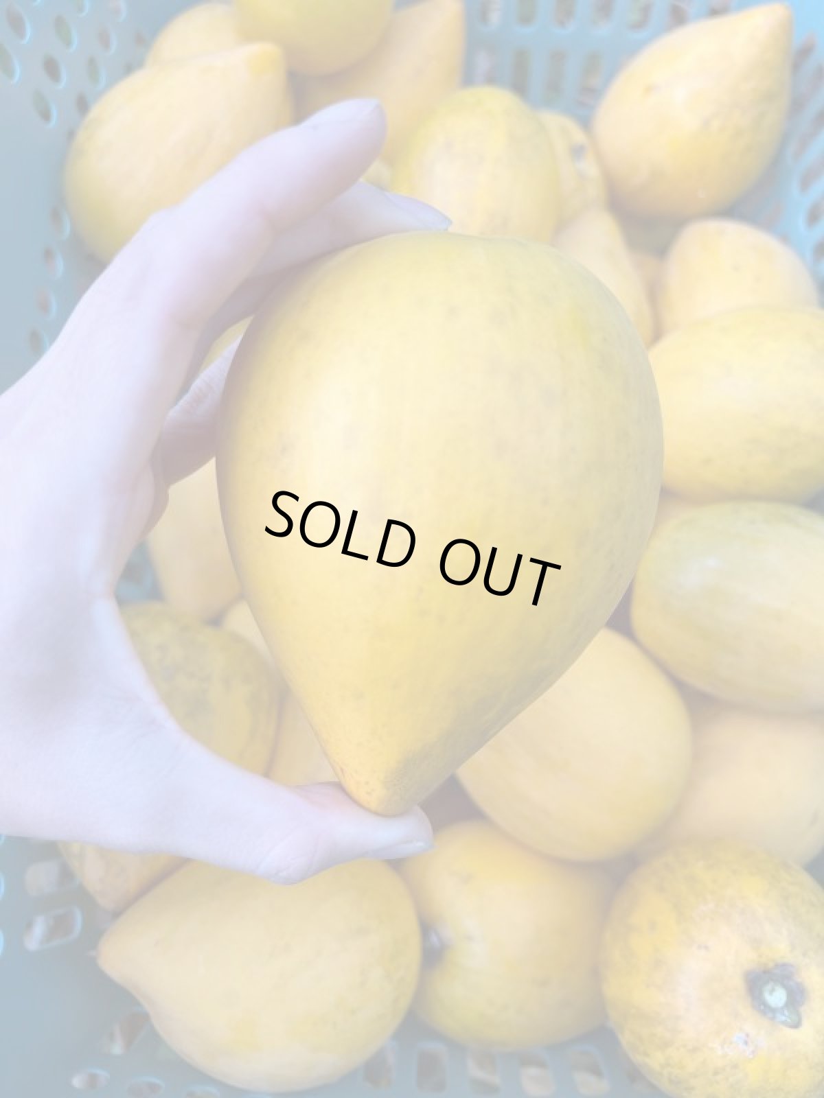 画像3: カニステル 約 2kｇ 南国の不思議な果物（エッグフルーツ）☆沖縄県産  (3)