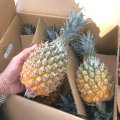旬の味わい！ スナックパイン 2玉　(約700g×２) 風味抜群！　ボゴール　沖縄産