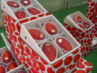 画像3: 紅マンゴー 秀品　約１kg  （２〜４） ☆沖縄県産
