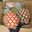沖縄県産 フルーツ パイナップル