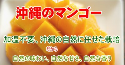 画像3: 訳ありアップルマンゴー2〜４玉（約1ｋｇ）