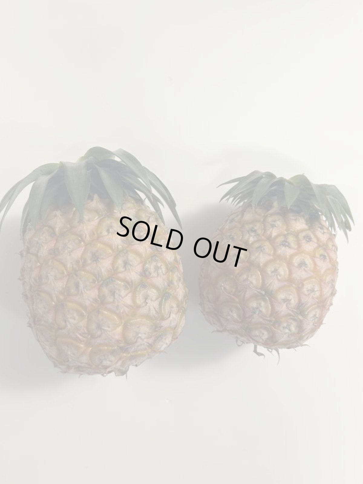 画像4: 沖縄県産ホワイトココ 　2玉（1玉800g前後）　６月頃〜発送開始 (4)