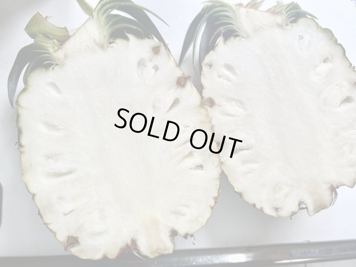 画像3: 沖縄産　ホワイトココ 　@900〜1.1kg  2玉入り　ココナッツの香り (3)