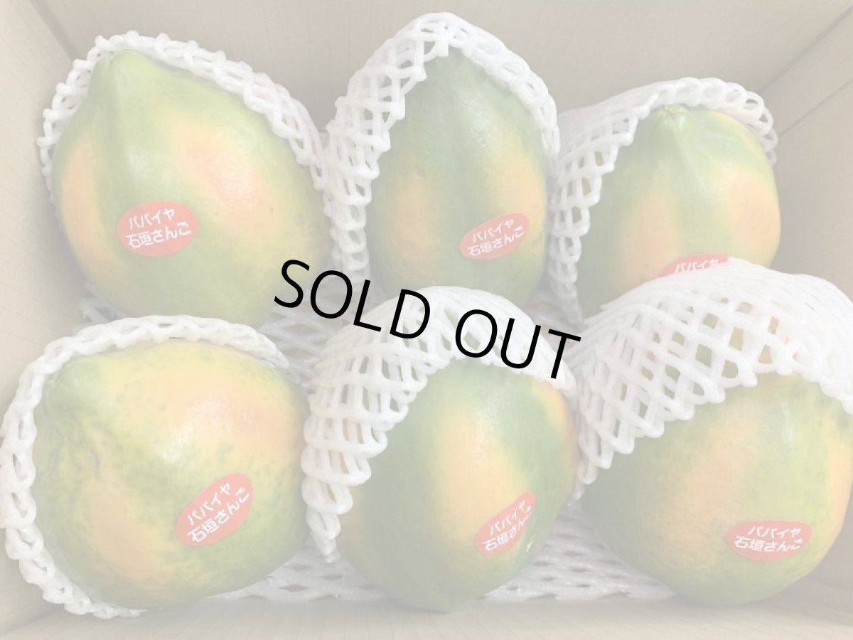 画像2: 【石垣サンゴ】フルーツパパイヤ 約１.７〜２ｋｇ(2〜６玉入)　 (2)