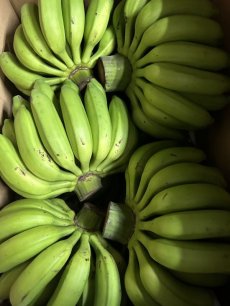 画像1: ☆大感謝際ＳＡＬＥ☆今が旬食べ比べバナナ　2〜3種　いずれか　4kg（三尺バナナ/島バナナ/アイスクリームバナナ/野菜バナナ/GSバナナ/アップルバナナ）　 (1)