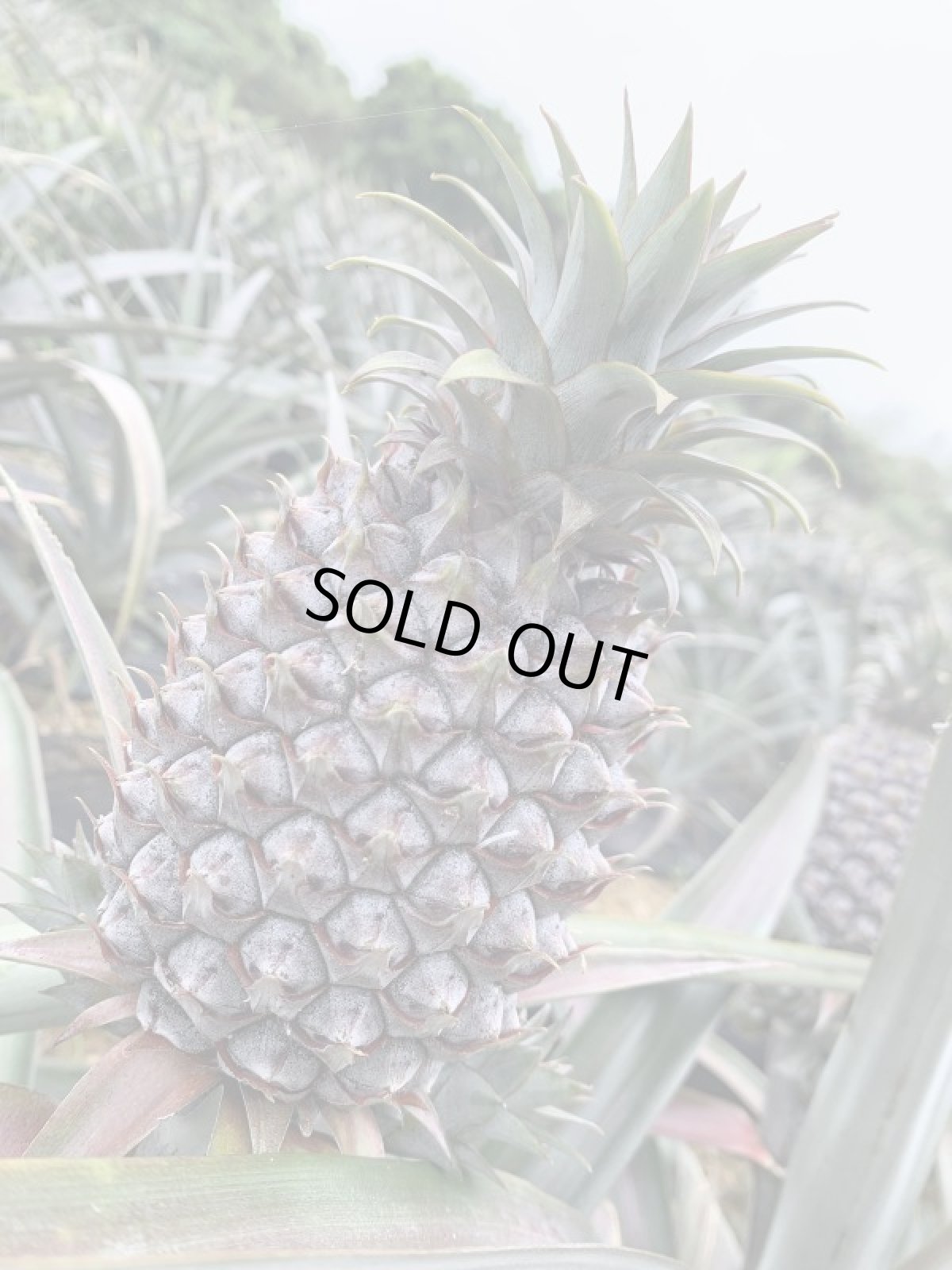 画像2: 沖縄県産　フチャクスイート（ホワイトココ ）1玉　（1kg前後） (2)