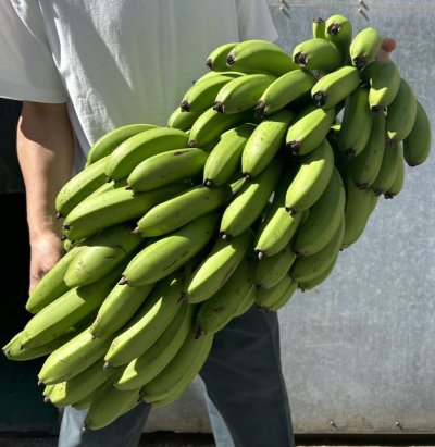 画像1: 沖縄県産　甘みと酸味のバランス最高　島バナナ　２kg前後