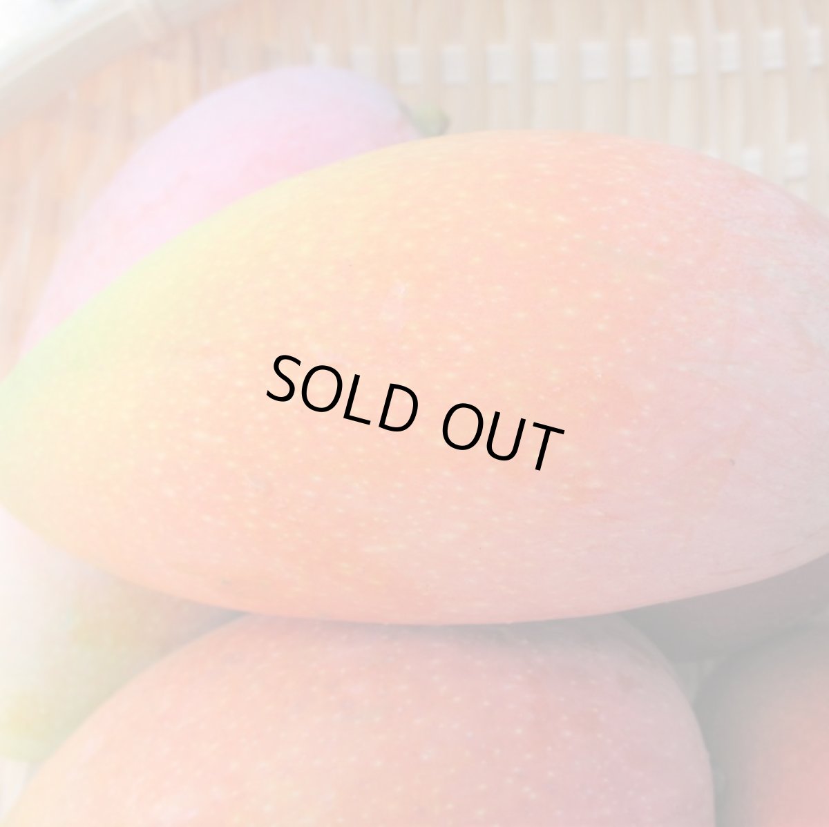 画像4: 【希少種】金煌（キンコウ）マンゴー約1.7kg（2玉入/大玉）数量限定 (4)