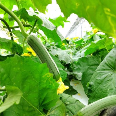 画像3: 【訳あり】へちま３kg　（ナーベーラー）沖縄野菜 ヘチマ