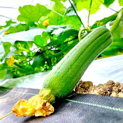 画像1: 【訳あり】へちま３kg　（ナーベーラー）沖縄野菜 ヘチマ