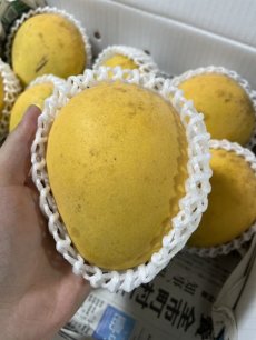 画像1: 沖縄県産　訳あり金蜜 (きんみつ) マンゴー 2kg (4〜5玉)  (1)