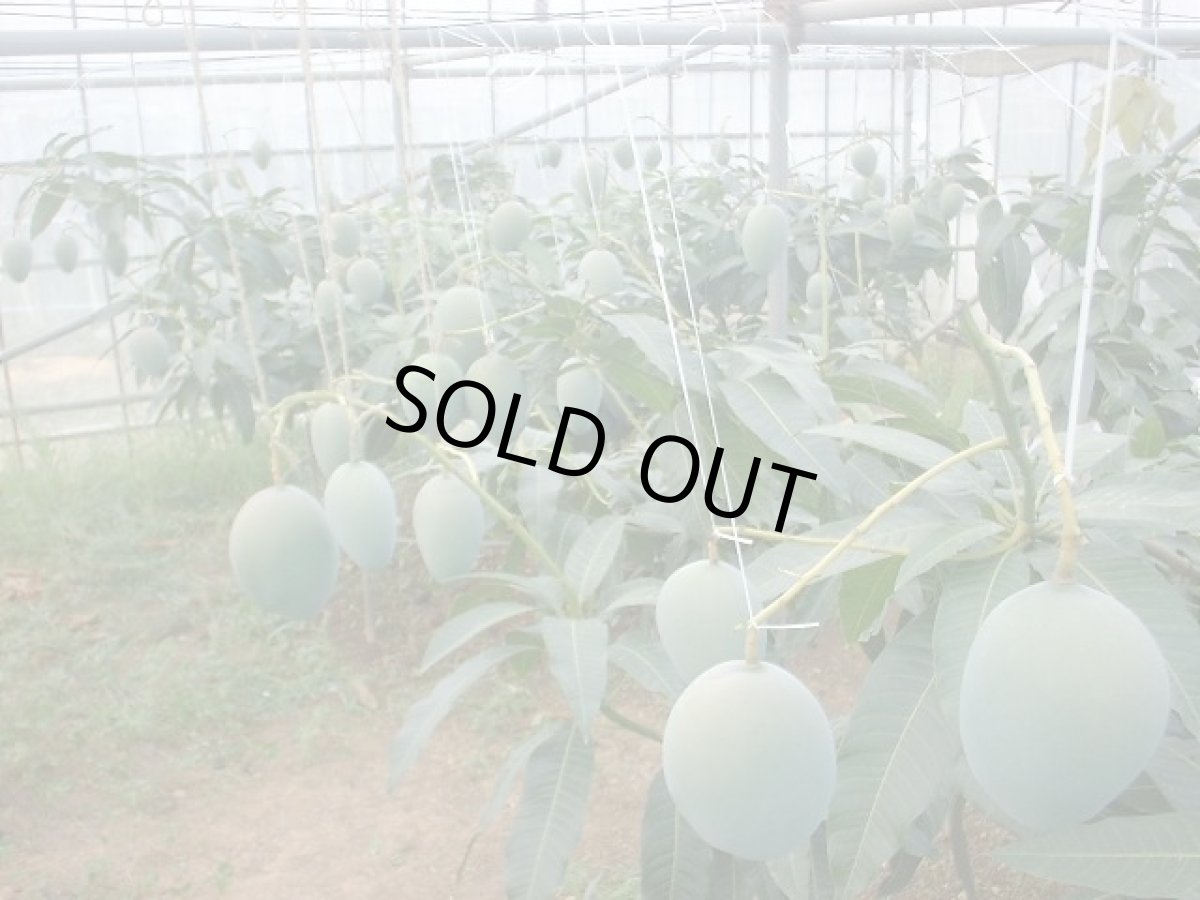 画像6: ☆優品☆ 冷蔵完熟　キーツマンゴー 約1ｋg（1〜2玉入り）冷蔵発送　 (6)