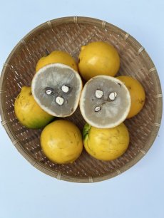 画像1: 再入荷☆沖縄県産 アビウ（アビュー）約１kg（3〜5個）珍果実　数量限定 (1)